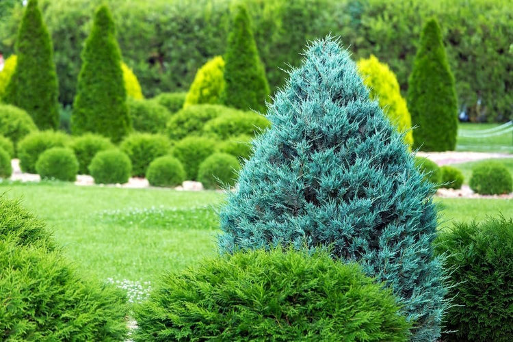 Blue Cone Arborvitae | Live Gallon Size Plants | Vibrant Blue|Green Foliage for Landscaping, Hedges, and Privacy Screens, Drought and Deer Tolerant