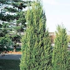 Hetzi Columnar Juniper | Live Plants | Juniperus Chinensis | Evergreen Privacy Barrier