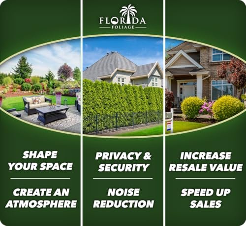 Texas Sage | Live Plants | Leucophyllum frutescens | Drought|Tolerant Shrub for Landscaping | Hardy Evergreen with Silver Foliage and Purple Blooms