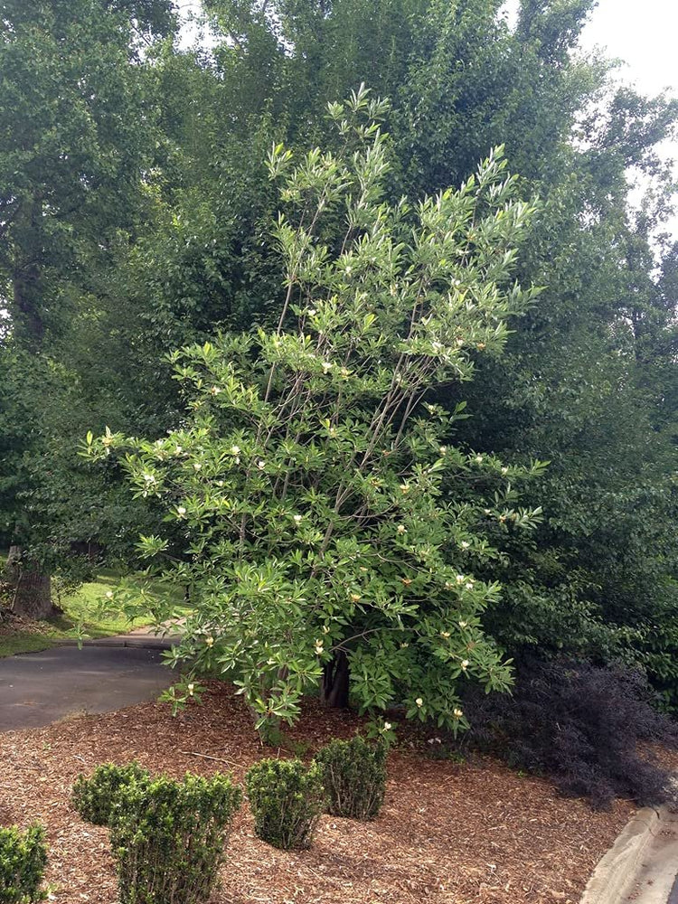Sweet Bay Magnolia Tree | Magnolia Virginiana | 10 Live Plants | Beautiful Ornamental Specimen