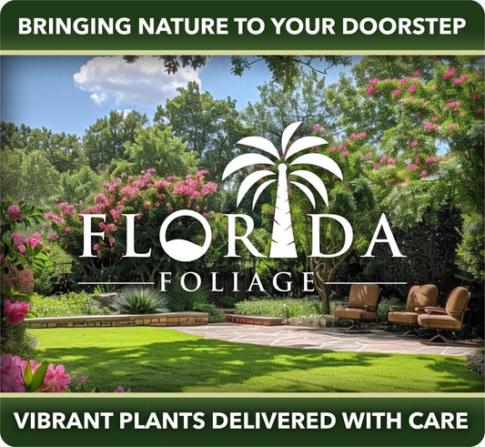 Clusia Guttifera Small Leaf | Live Plants | Clusia guttifera | Privacy Hedge Plants | Evergreen Shrub for Tropical Landscaping