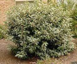 Elaeagnus Ebbingei | 1 Extra Large 3 Gallon Plant | Elaeagnus x ebbingei | Lustrous Foliage | Fast-Growing Hedge