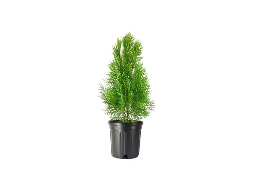 Blue Cone Arborvitae | Live Gallon Size Plants | Vibrant Blue|Green Foliage for Landscaping, Hedges, and Privacy Screens, Drought and Deer Tolerant