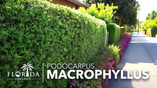 Podocarpus Macrophyllus Japanese Yew | Live Plants | Podocarpus macrophyllus | Privacy Hedge Shrub | Evergreen Landscaping Plants for Gardens & Borders