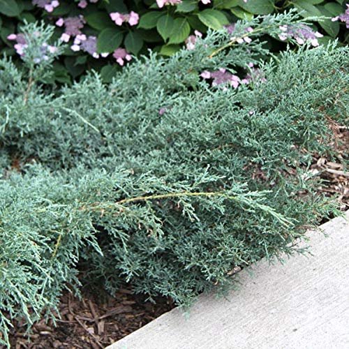 Juniper Angelica Blue | Live Gallon Size Plants | Juniperus Chinensis | Drought Tolerant Evergreen Cold Hardy Shrub