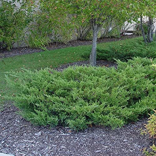 Juniper Kallay | Live Gallon Size Plant | Juniperus Chinensis | Drought Tolerant Cold Hardy Evergreen Groundcover