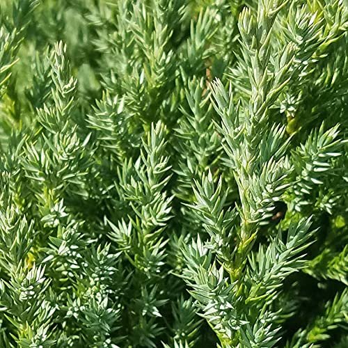 Spiny Greek Juniper | Live Gallon Size Trees | Juniperus Chinensis | Drought Tolerant Cold Hardy Evergreen Screening Plant