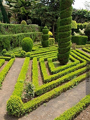 Japanese Boxwood | Live 4 Inch Pots | Buxus Microphylla | Formal Evergreen Low Maintenance Hedge Plants
