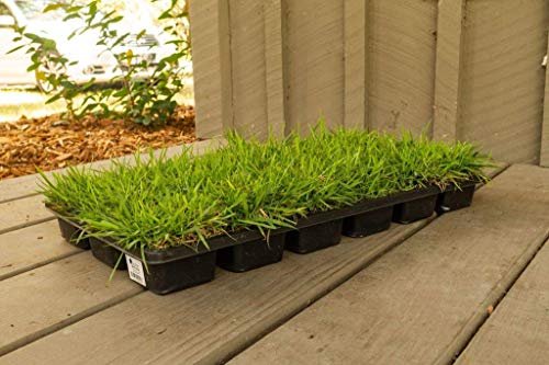Florida Foliage Zoysia Sod Plugs | Large 3" x 3" Plugs | 18 Count Tray | Drought, Salt & Shade Tolerant Turf Grass