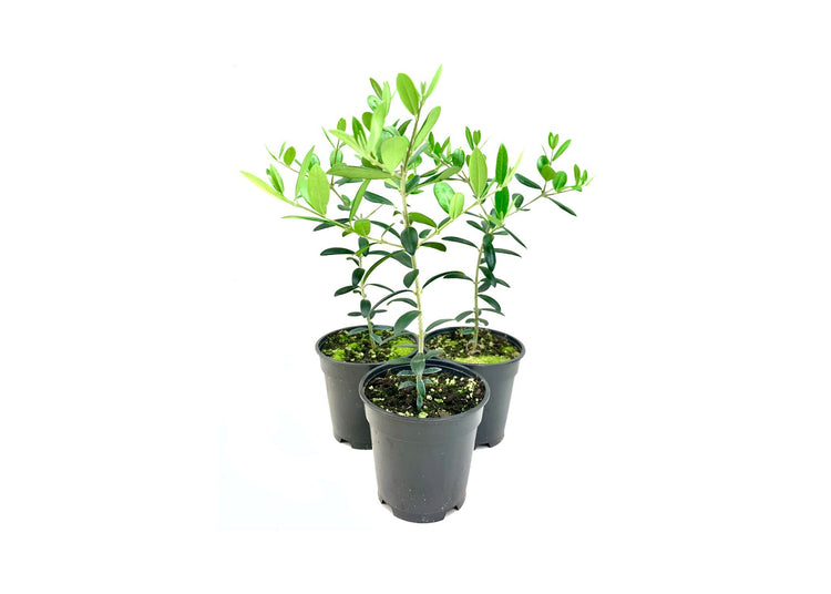 Arbequina Olive Tree | Live 4 Inch Pot | Grow Your Own Olives Indoors