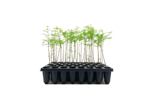 Bald Cypress | Live Trees | Taxodium Distichum | Fast Growing Shade Tree Wet Tolerant