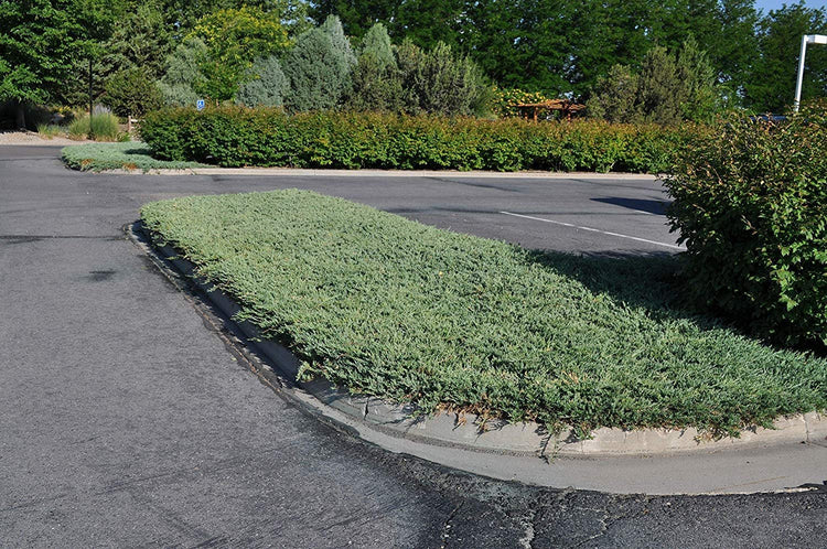 Hughes Juniper | Live Plants | Juniperus Horizontalis | Drought Tolerant Cold Hardy Evergreen Ground Cover