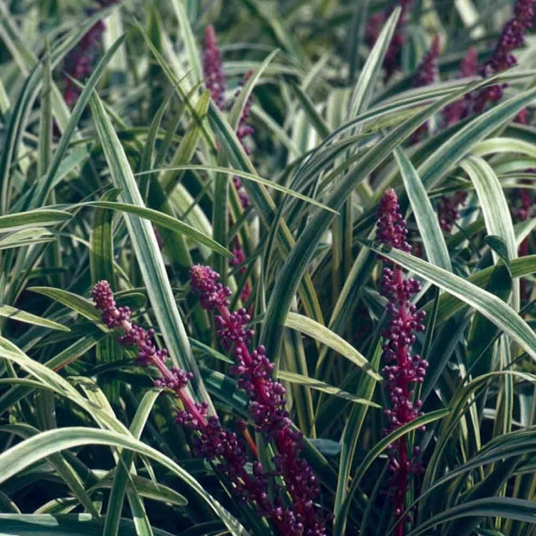 Variegated Liriope Muscari 'Silvery Sunproof' | Live Plants | Blooming Evergreen Groundcover