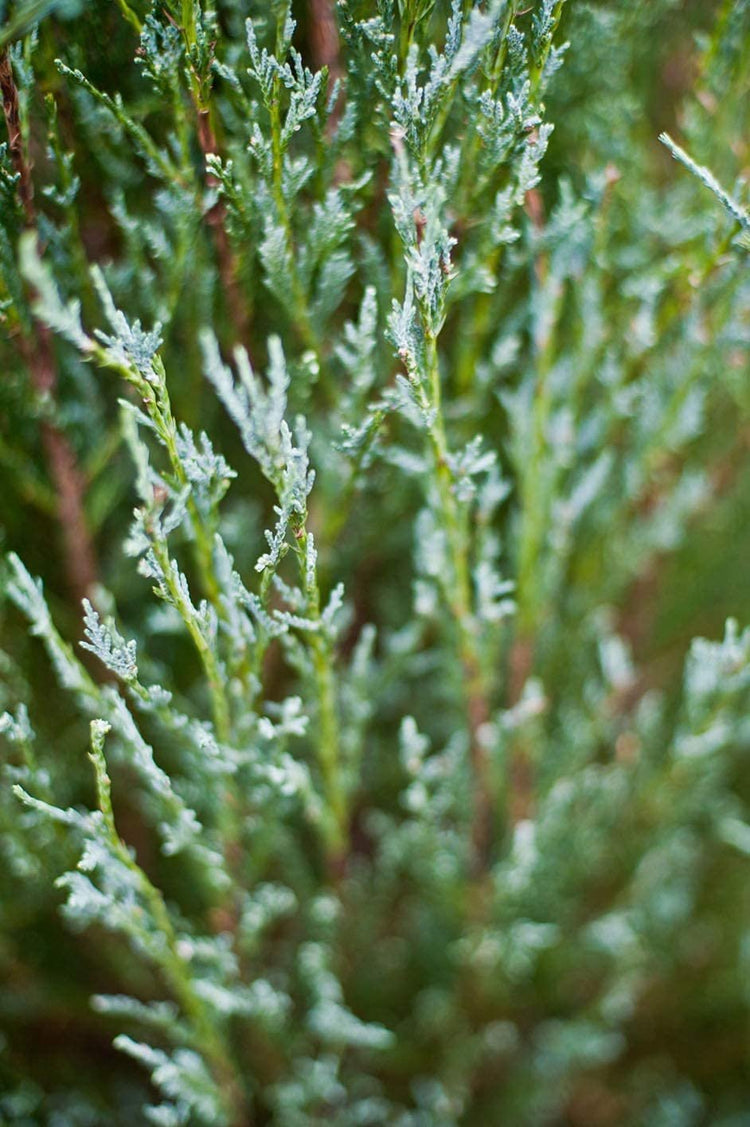 Skyrocket Juniper | Live Gallon Size Trees | Juniperus Scopulorum | Drought Tolerant Cold Hardy Formal Upright Evergreen Plant