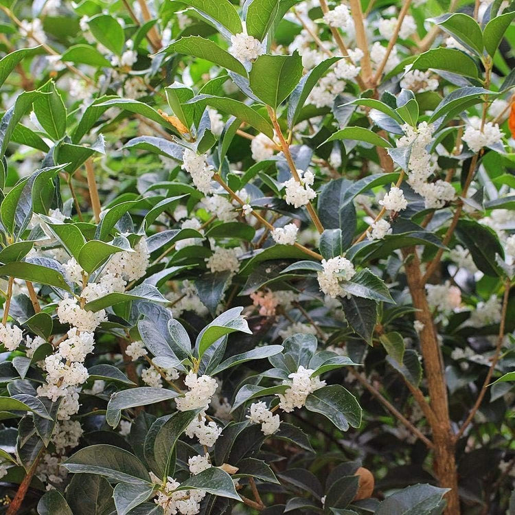 Fragrant Tea Olive | Live Gallon Size Plants | Osmanthus fragrans | Ideal for Gardens & Landscaping | Easy|to|Grow Evergreen Shrub | Delightful Sweet Scent | Decorative & Versatile
