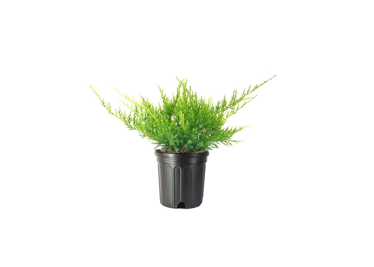 Juniper Nicks Compacta | Live Gallon Size Plants | Juniperus Chinensis | Drought Tolerant Cold Hardy Evergreen Groundcover