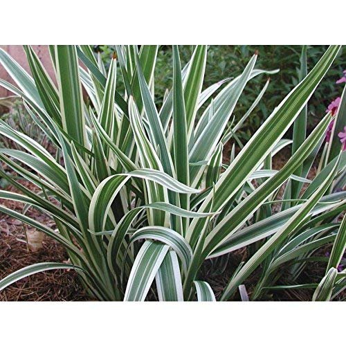 Flax Lily | 10 Pack | Variegated Dianella Tasmanica Variegata | Evergreen Shade Loving Grass