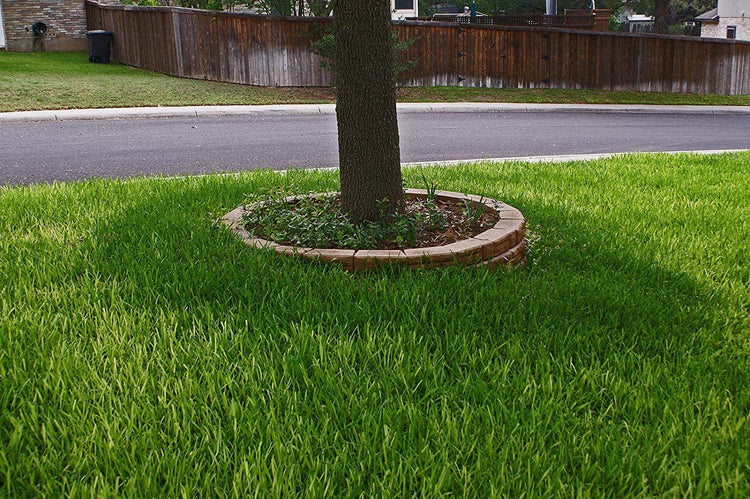 St. Augustine 'Floratam' Inch Sod Plugs | 36 Extra Large Live Plugs | Drought, Salt and Shade Tolerant Turf Grass