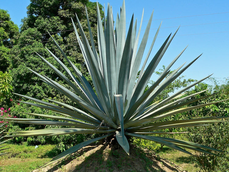 Agave Tequilana | Live Large Size Plant | Blue Weber Tequila Succulent | Drought Tolerant Hardy Ornamental Specimen