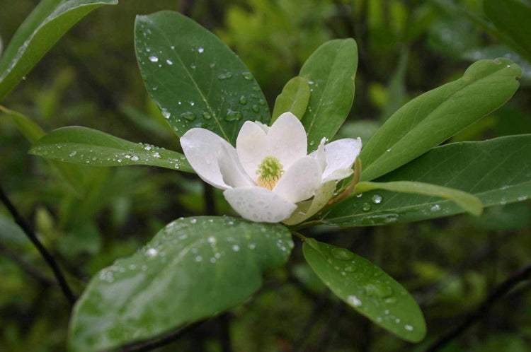 Sweet Bay Magnolia Tree | Magnolia Virginiana | 20 Live Plants | Beautiful Ornamental Specimen
