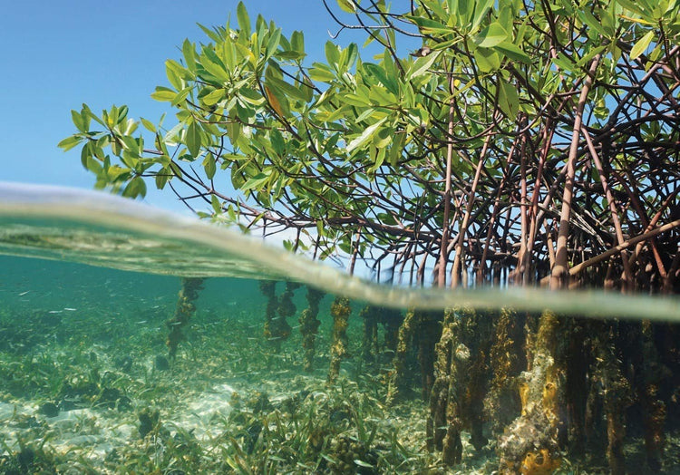 Red Mangrove Seedling | Rhizophora Mangle | Large Live Plants | Saltwater Aquarium Reef Filtration Aquatic Foliage | Shoreline Restoration & Protection