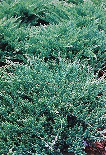 Green Sargent Juniper | Live Plants | Juniperus Chinensis | Drought Tolerant Cold Hardy Evergreen Ground Cover