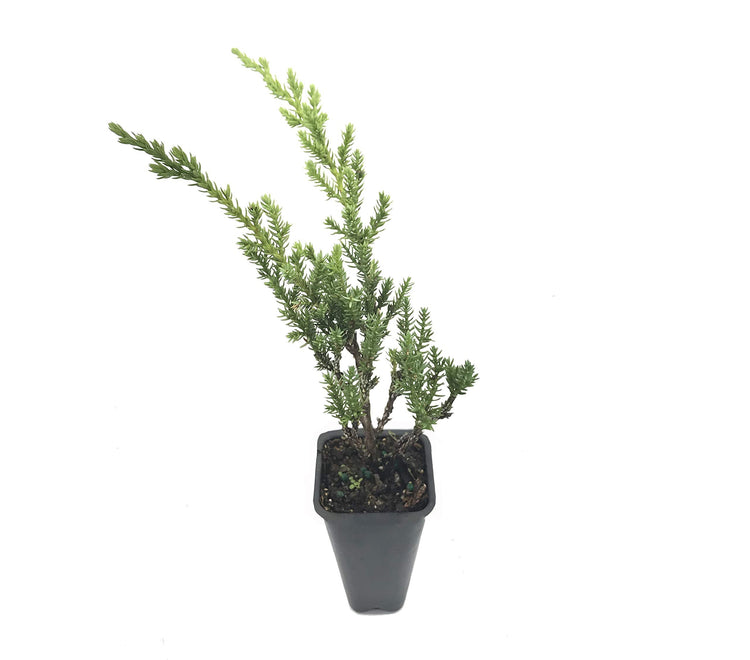 Green Sargent Juniper | Live Plants | Juniperus Chinensis | Drought Tolerant Cold Hardy Evergreen Ground Cover