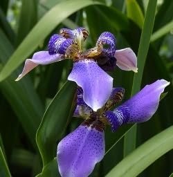 Walking Iris Apostle Plant | Extra Large 3 Gallon Plant | Neomarica gracilis | Tropical Foliage | Easy Care Perennial