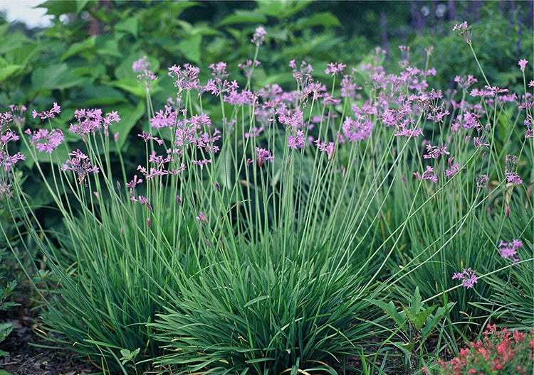 Society Garlic | Live Quart Size Pots | Tulbaghia Violacea | Butterfly Attracting Flowering Groundcover Plants