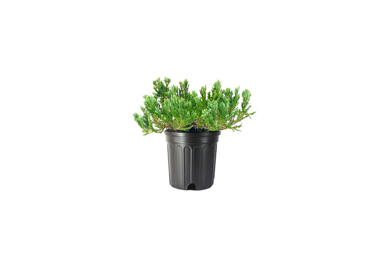 Juniper Blue Chip | Live Gallon Size Plants | Juniperus Horizontalis | Evergreen Cold Hardy Drought Tolerant Groundcover