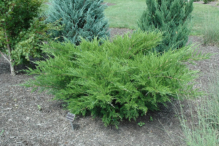Seagreen Juniper | Extra Large 3 Gallon Plants | Elegant & Hardy Evergreen Shrub, Perfect for Ground Cover, Landscaping, Topiary & Bonsai, Vibrant Foliage for Garden & Outdoor Spaces