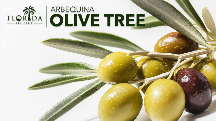 Arbequina Olive Tree | Live Gallon Size Pots | Grow Your Own Olives Indoors