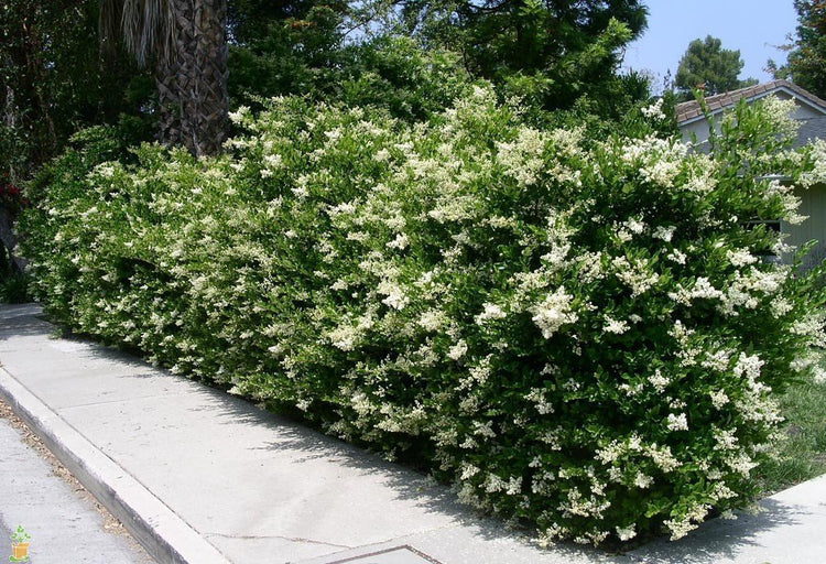 Ligustrum Waxleaf Privet | Live Plants 2" Pot Size | Evergreen Privacy Hedge
