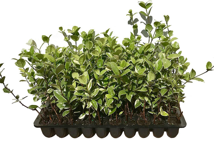 Confederate Jasmine Variegated | Live Plants | Trachelospermum Jasminoides Variegatum | Fragrant Blooming Evergreen Vine