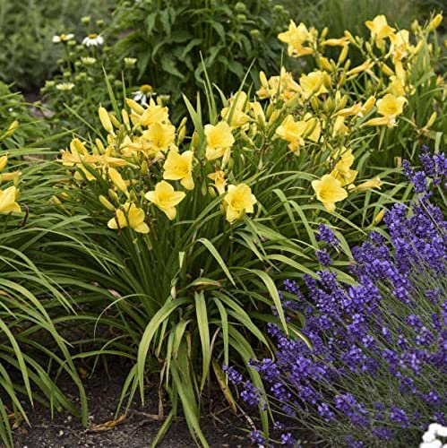 Daylily Happy Returns I Live 3 Inch Pots I Hemerocallis | Yellow Flowers | Perennial Garden Star, Easy|to|Grow for Continuous Floral Display