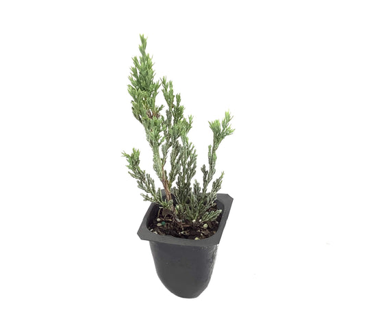 Hughes Juniper | Live Plants | Juniperus Horizontalis | Drought Tolerant Cold Hardy Evergreen Ground Cover
