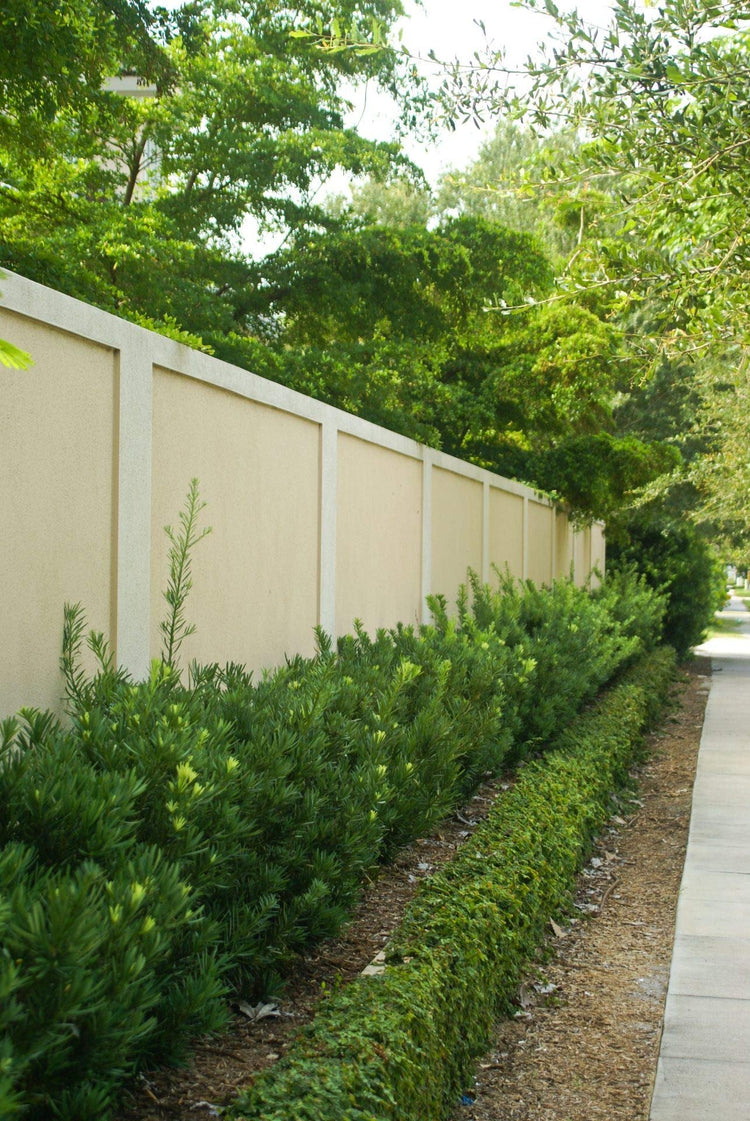 Dwarf Podocarpus Macrophyllus Pringles | Live Plants | Dense Evergreen Low Hedge or Bonsai