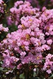 Crape Myrtle Rhapsody in Pink | Extra Large 3 Gallon Plant | Soft Pink Blooms, Live Plant, Elegant Ornamental Shrub for Graceful Garden Displays