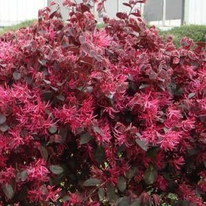 Loropetalum Red Chocolate I Live Plants I Chinese Fringe Flower I Deep Burgundy Foliage with Pink Flower Accents | Low|Maintenance, Drought|Resistant Shrub