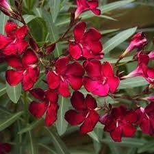 Oleander Red | Extra Large 3 Gallon Plants | Nerium Oleander | Stunning Landscape Addition | Sun|Loving Blooms