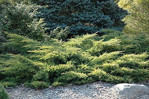 Gold Star Juniper | Live Gallon Size Plant | Perfect for Landscaping, Low Maintenance Evergreen, Ideal for Garden Decoration, Hardy Outdoor Plant