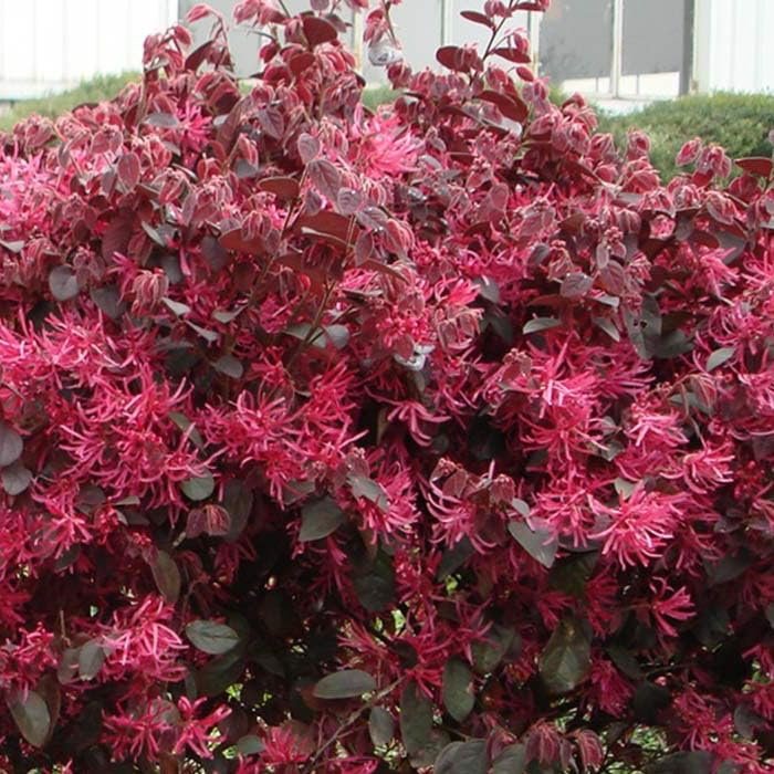 Loropetalum Red Chocolate I Live Plants I Chinese Fringe Flower I Deep Burgundy Foliage with Pink Flower Accents | Low|Maintenance, Drought|Resistant Shrub