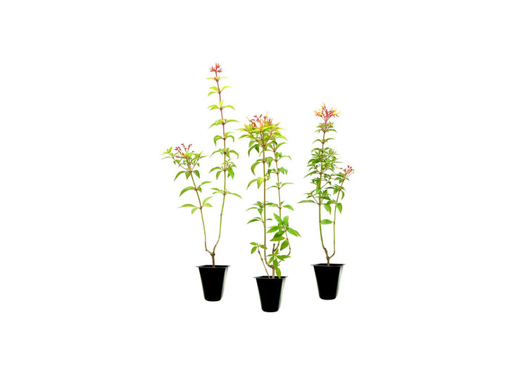 Firebush Firefly I Live Plants I Dwarf Hamelia Patens I Brilliant Red Blooms, Compact Size, Heat and Drought|Resistant, Ideal for Patios and Small Gardens