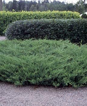 Juniper Nicks Compacta | Live Gallon Size Plants | Juniperus Chinensis | Drought Tolerant Cold Hardy Evergreen Groundcover