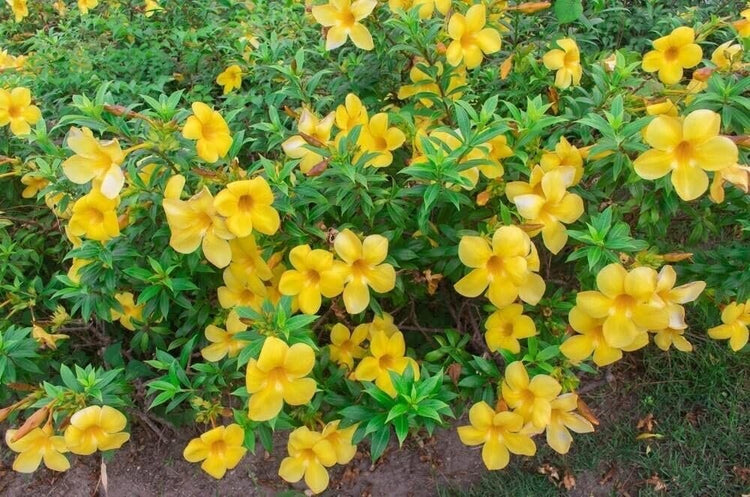 Allamanda Bush | Extra Large 3 Gallon Plants | Allamanda Cathartica | Vibrant Yellow Flowers | Tropical Landscape Accent
