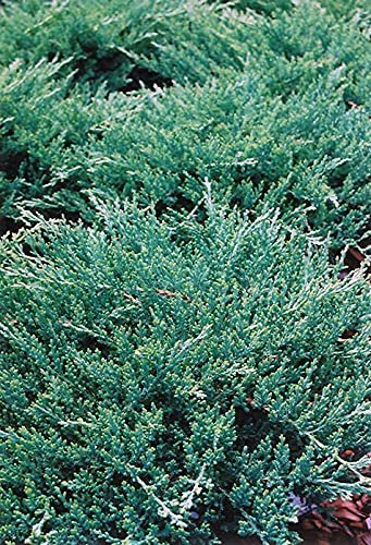Green Sargent Juniper | Live Gallon Size Plants | Juniperus Chinensis | Drought Tolerant Cold Hardy Evergreen Groundcover