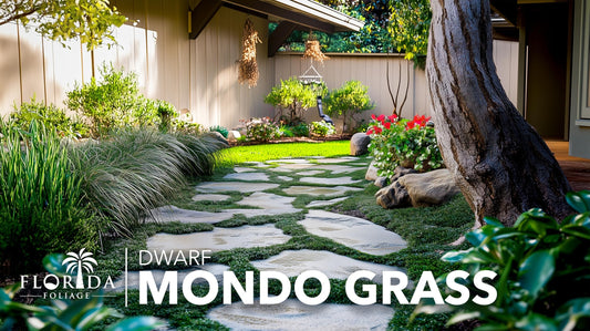 Dwarf Mondo Grass | Live Plants | Ophiopogon Japonicus Nana | Lush Ground Cover | Shade Loving Low Maintenance Garden Solution | Ideal for Landscaping and Borders | Hardy and Evergreen
