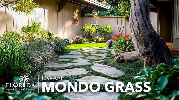 Dwarf Mondo Grass | Live Plants | Ophiopogon Japonicus Nana | Lush Ground Cover | Shade Loving Low Maintenance Garden Solution | Ideal for Landscaping and Borders | Hardy and Evergreen