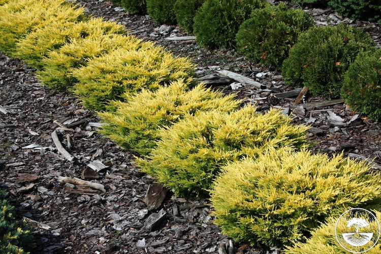 Lime Glow Juniper | Live Gallon Size Plants | Juniperus Horizontalis | Cold Hardy Drought Tolerant Evergreen Groundcover