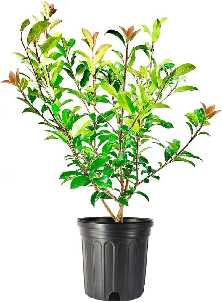 Photinia Red Tip | Extra Large 3 Gallon Plant | Photinia x Fraseri | Evergreen Landscape Hedge Shrub
